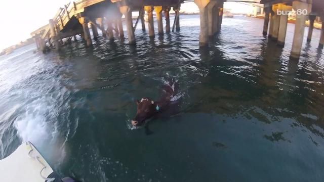 Hero cow evades exportation by diving into the sea to freedom