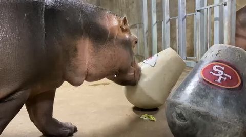 preview for Fiona the hippo attempts to make Super Bowl pick, vomits on Kansas City