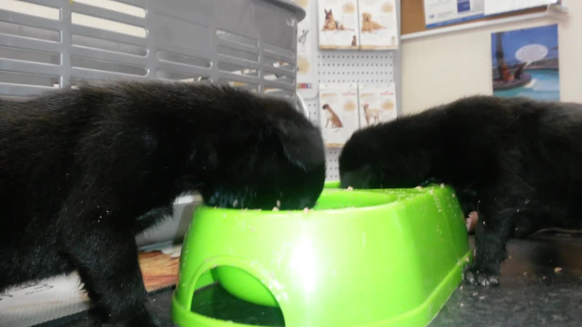 preview for Tiny puppies eat their first solid meal