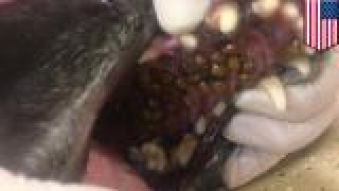 preview for Vet discovers Asian ladybug infestation inside dog’s mouth