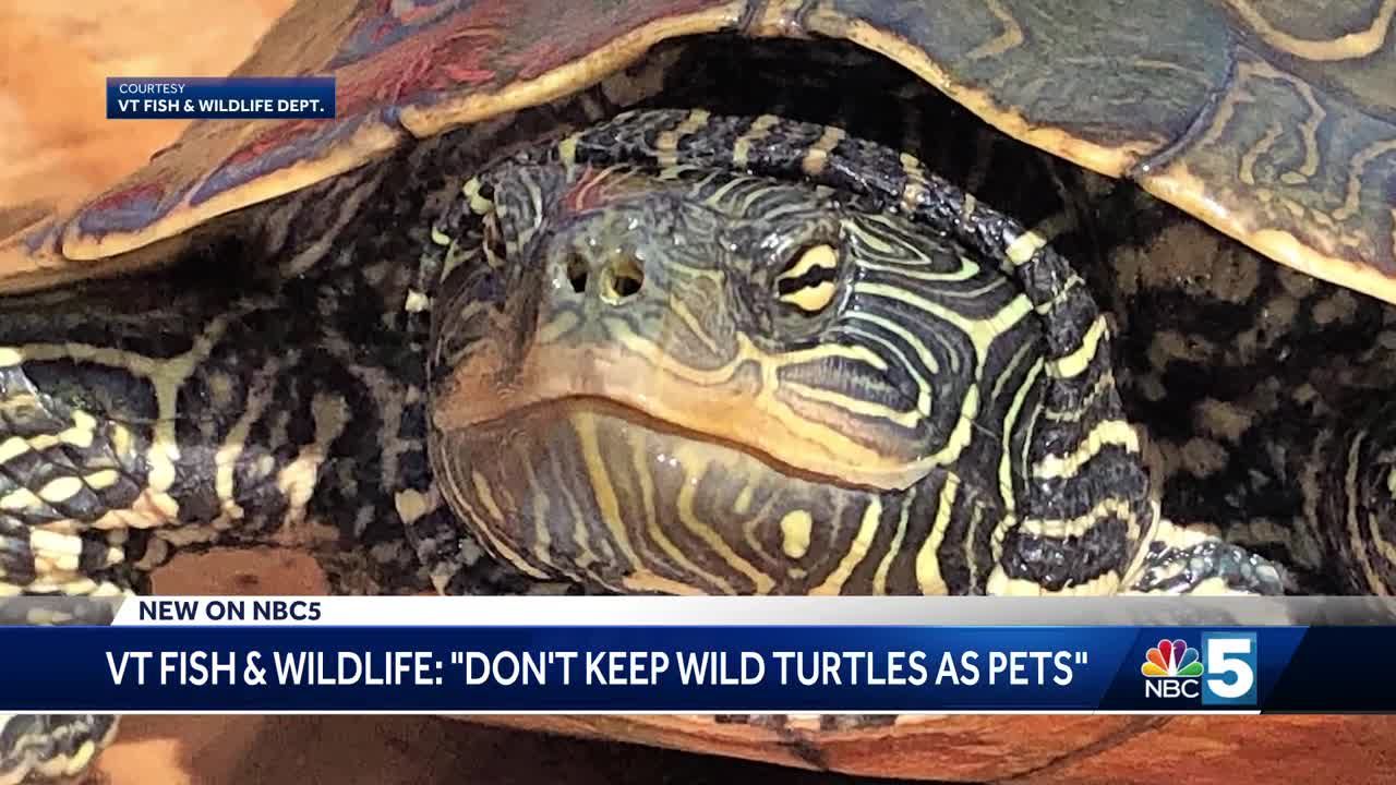 Keeping wild best sale turtles as pets