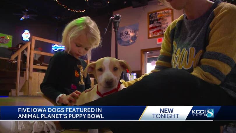 Meet the 5 Iowa dogs who appear in Puppy Bowl XVIII on Animal Planet