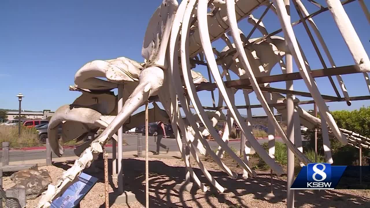 Santa Cruz whale skeleton display to be dismantled