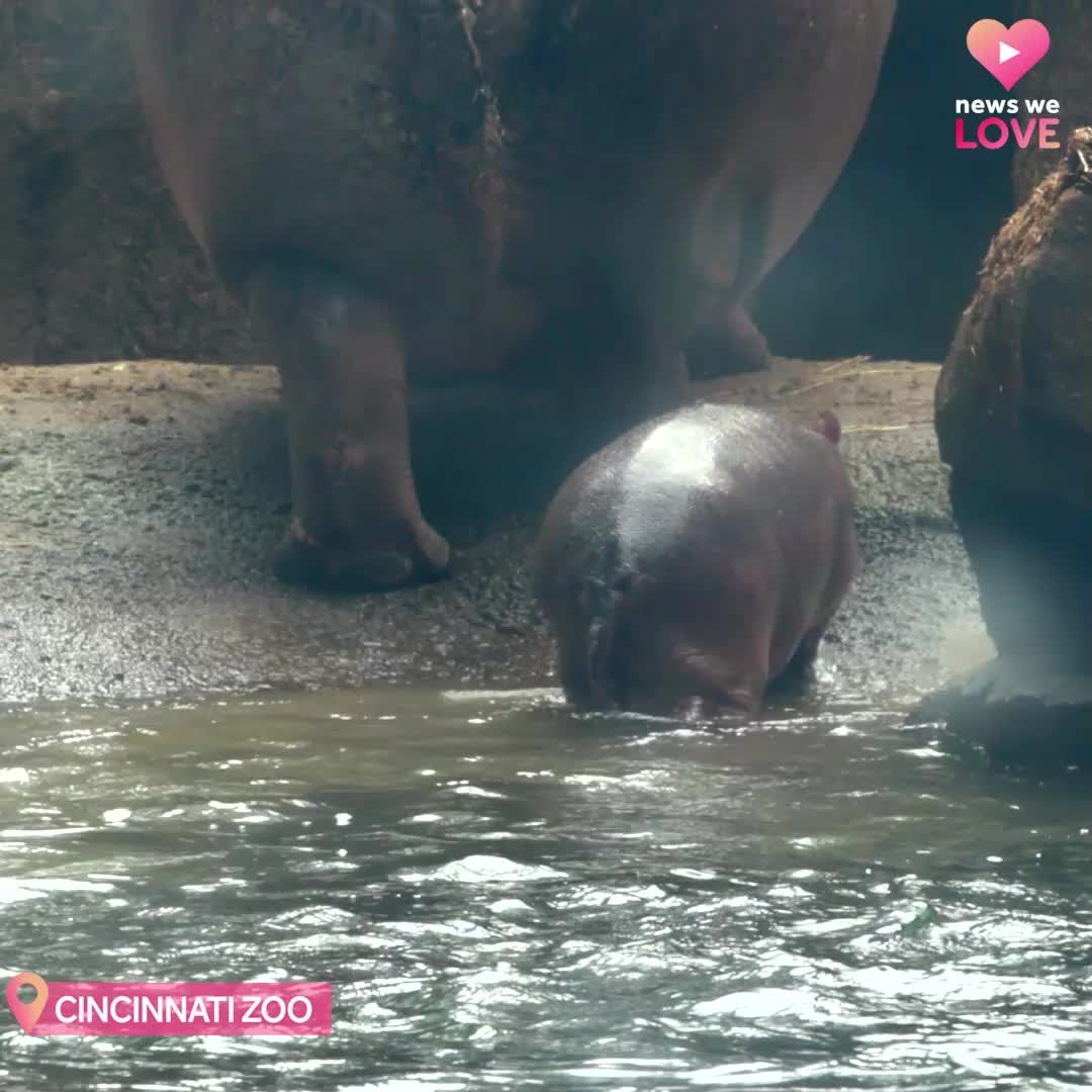 Cincinnati Zoo's baby hippo Fritz explores outdoor habitat for the first time