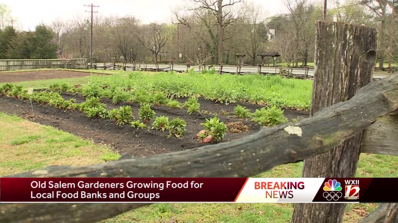 Old Salem Museums Gardens Transforms Plots Into Victory Gardens