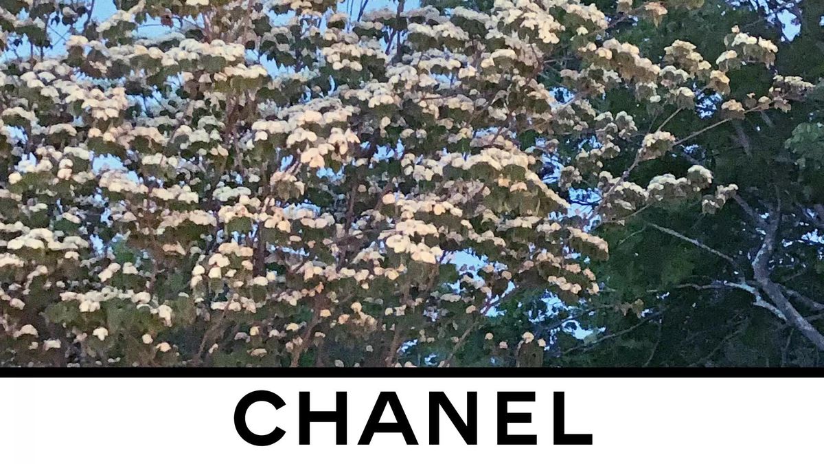 preview for Teaser Chanel Fall-Winter 2020/21 Ready-to-Wear