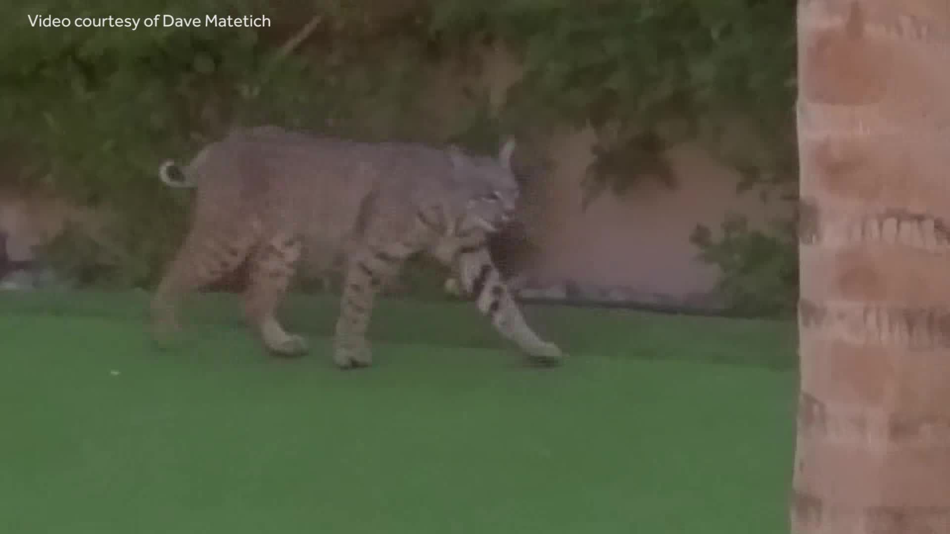 Video: Bobcat stops by California home for a drink