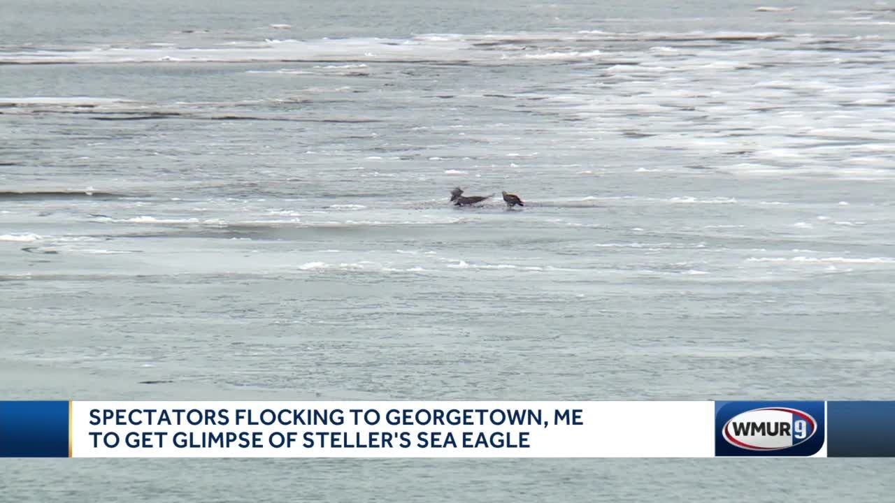 RARE BIRD ALERT: STELLER'S SEA-EAGLE - Maine Audubon