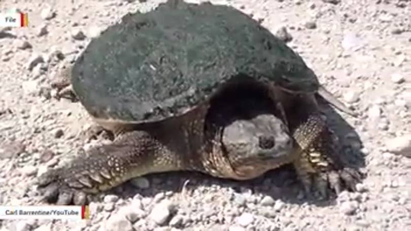 did a teacher feed a puppy to a snapping turtle