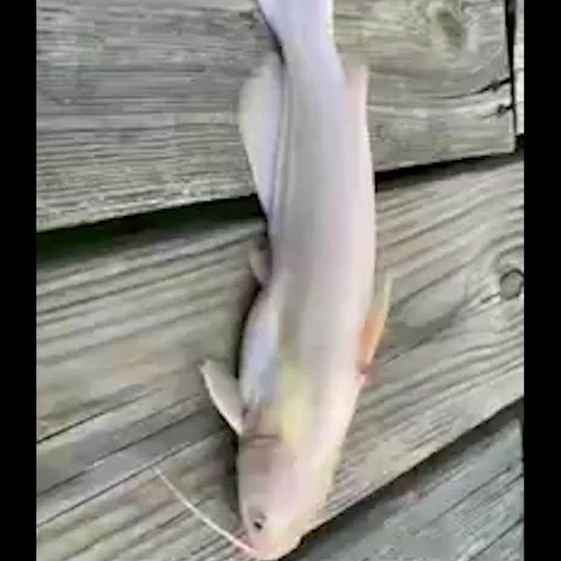 Georgia: 13-year-old catches 'extremely rare' fish in Georgia lake