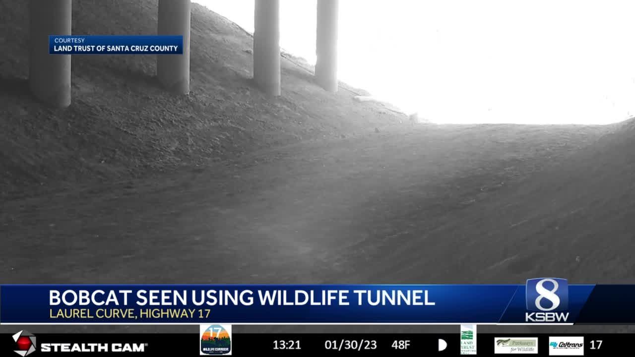 Highway 17 wildlife crossing sees first animal visitors