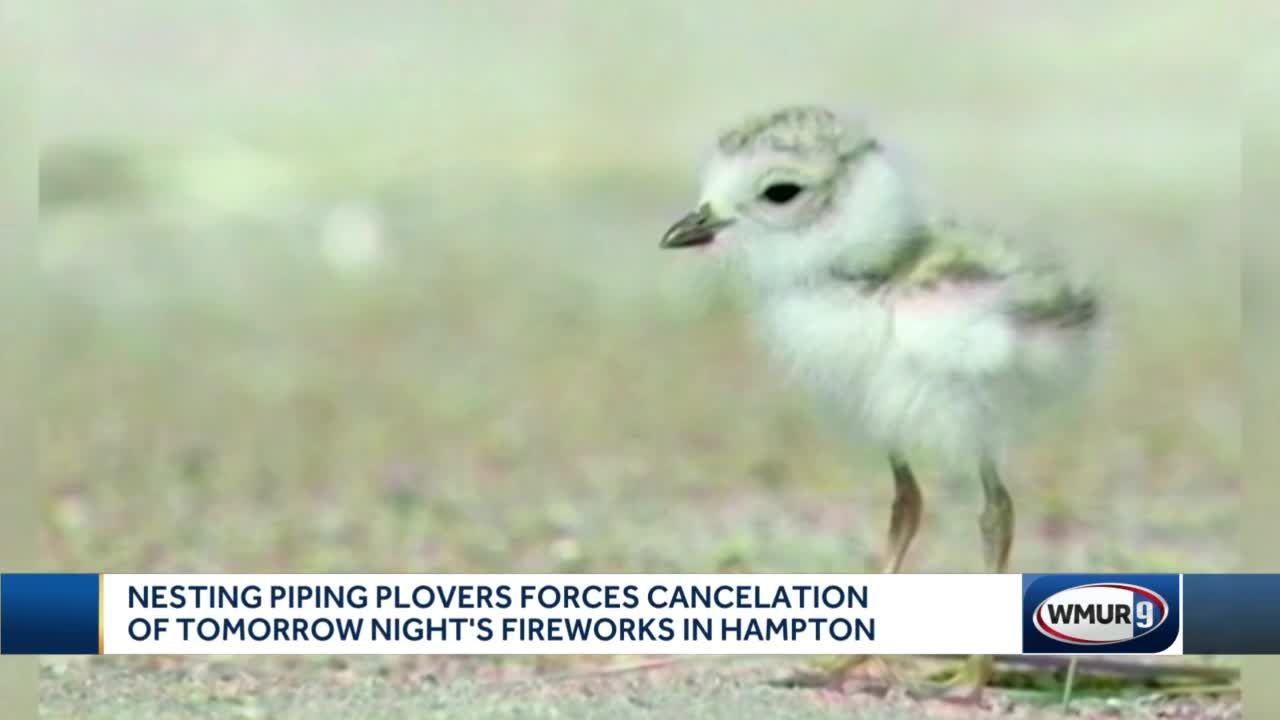 Hampton Beach cancels fireworks due to piping plovers nesting