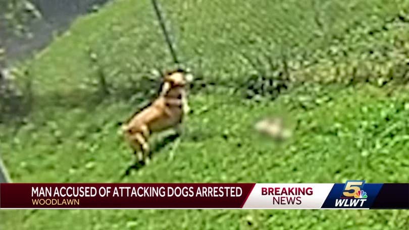 Man arrested after being caught on camera attacking dogs in Woodlawn