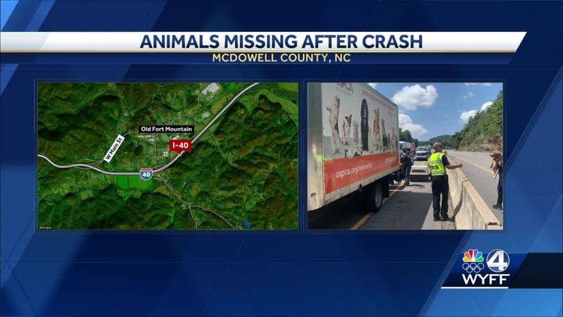 Be On The Lookout Animals Missing After Truck Carrying Them Crashes On I 40 In Mcdowell County