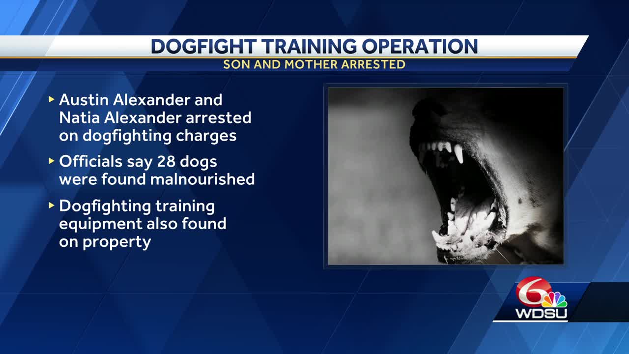Folsom mother, son arrested for dogfight training operation