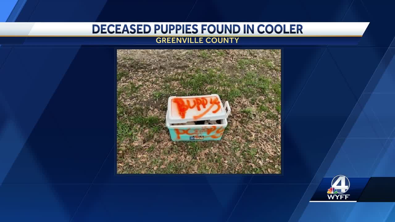 Arrests made after 12 puppies found dead in abandoned cooler in Greenville County
