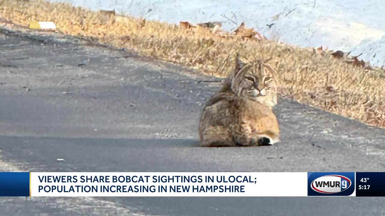Bobcat sightings on the rise in New Hampshire