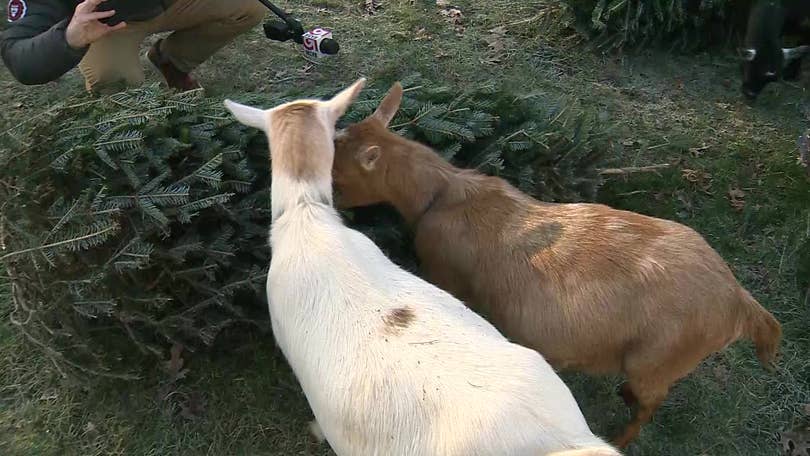 Don't Throw Your Christmas Tree Away, Feed It To These Goats On Massachusetts Farms