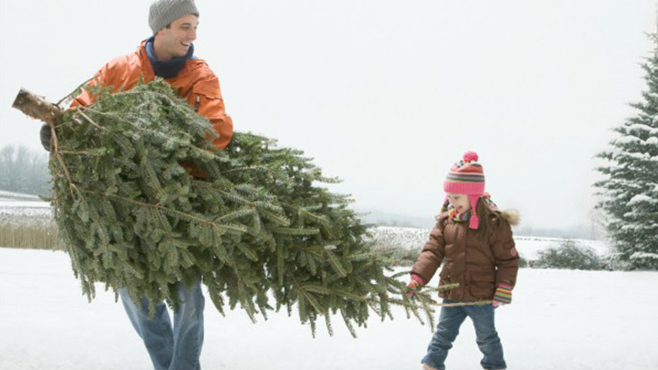 preview for 5 Rules for Keeping Your Christmas Tree Fresh