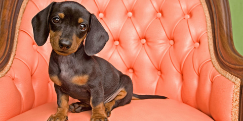 preview for 11 Of The Best Dogs For Apartment Dwellers