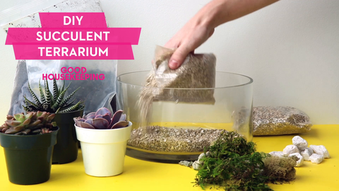 preview for How To Make a Succulent Terrarium