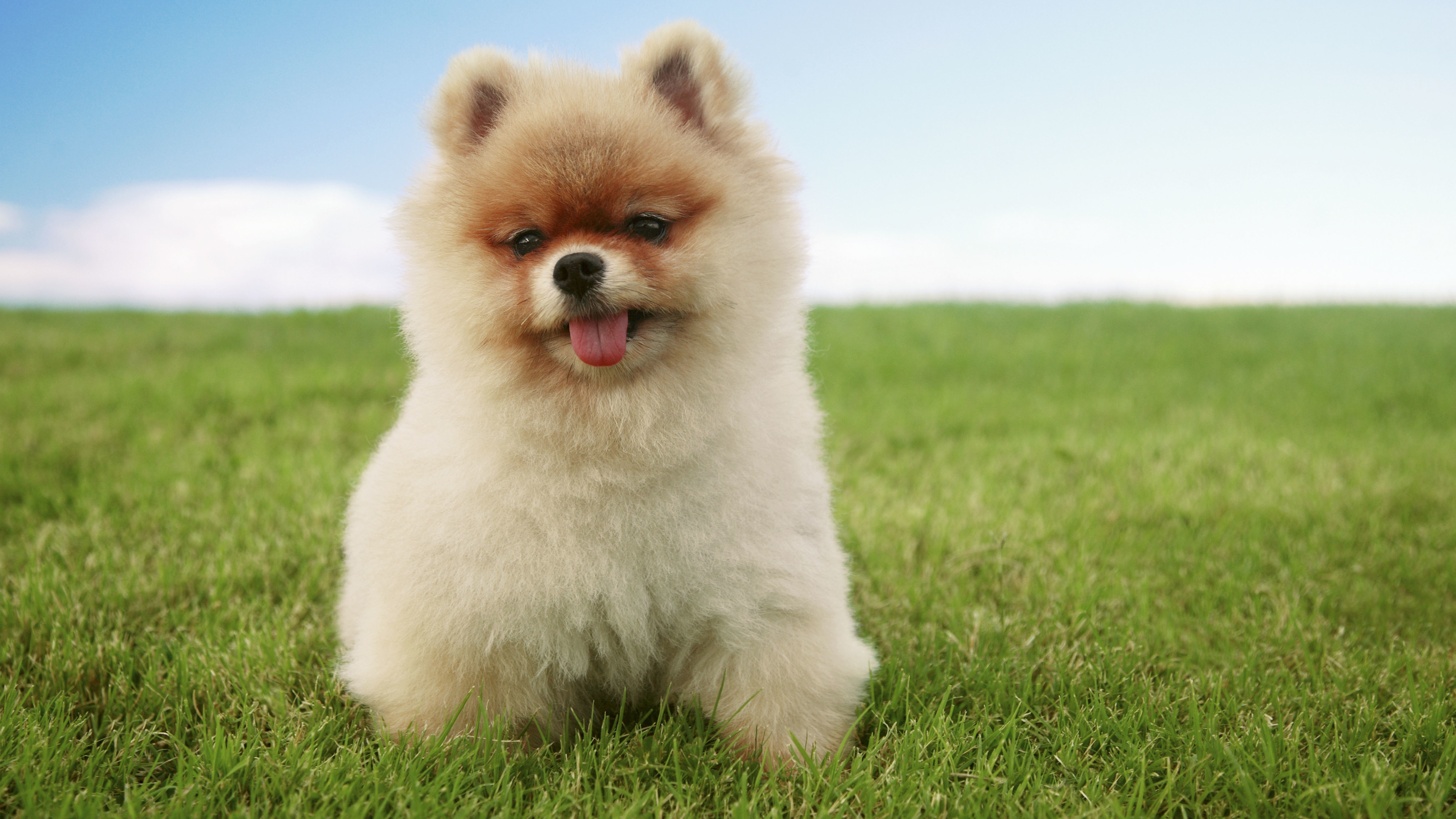 sweet small dogs