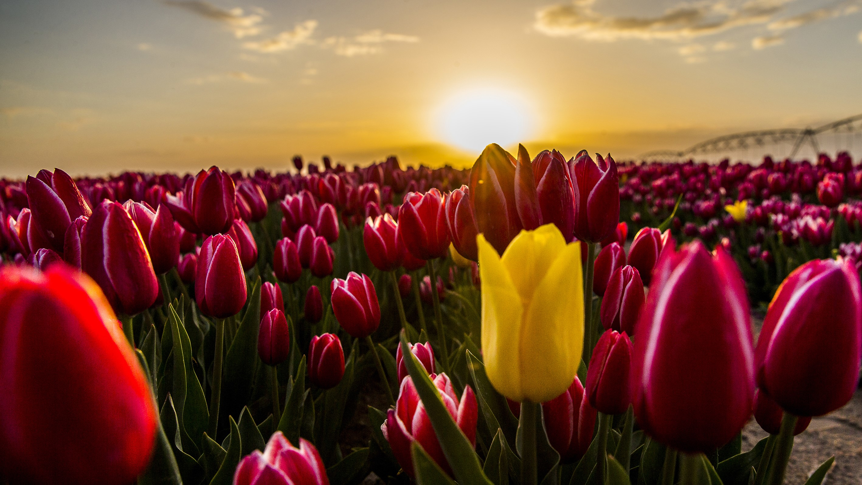 7 Facts Every Tulip Lover Should Know