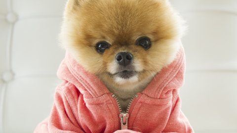 preview for Say Hello to Jiff, The Internet’s Cutest Dog