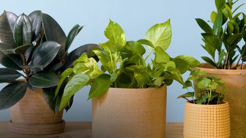 preview for How to Repot Plants