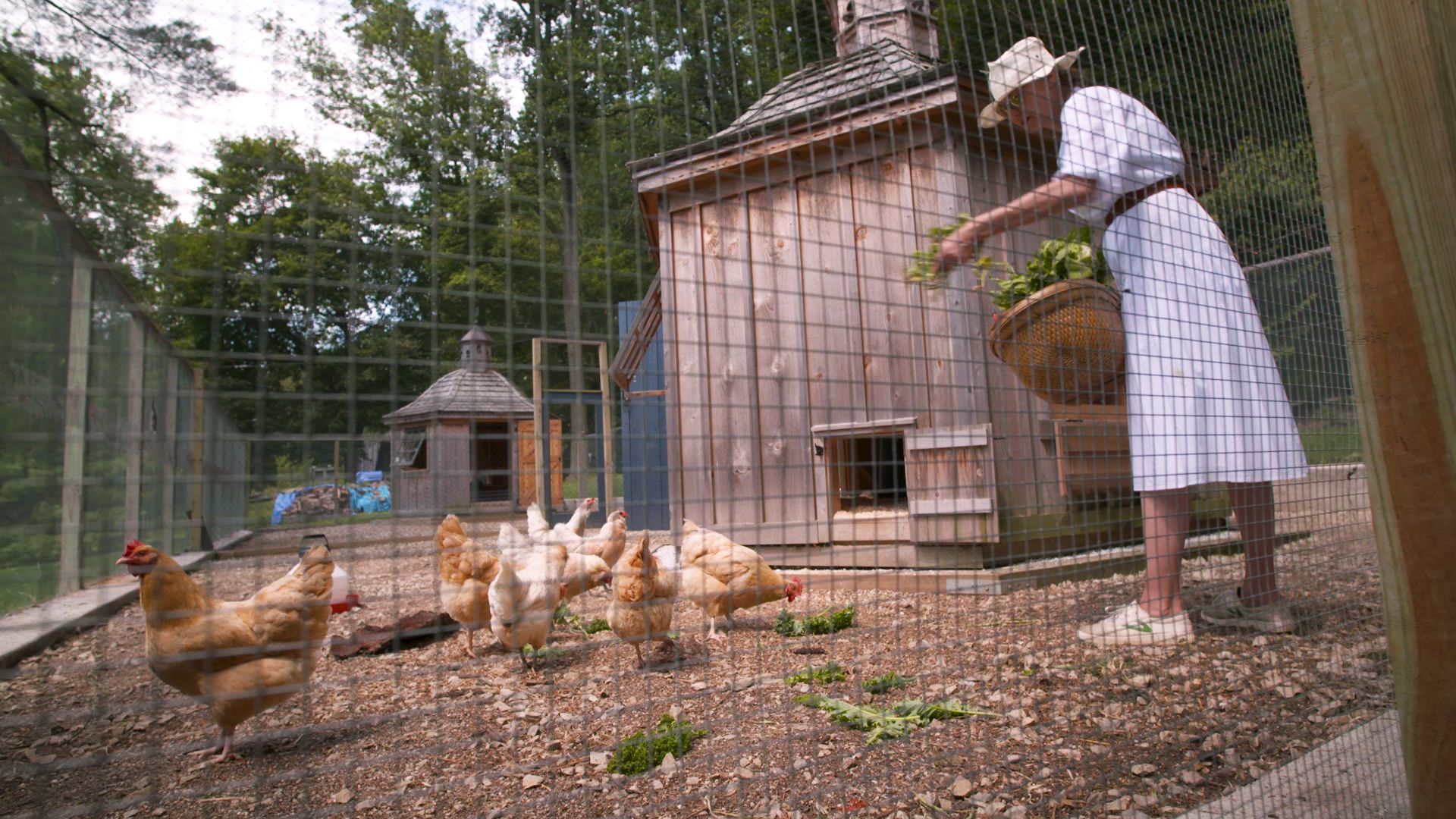 How To Raise Chickens In Your Backyard - Designer Chicken Coop