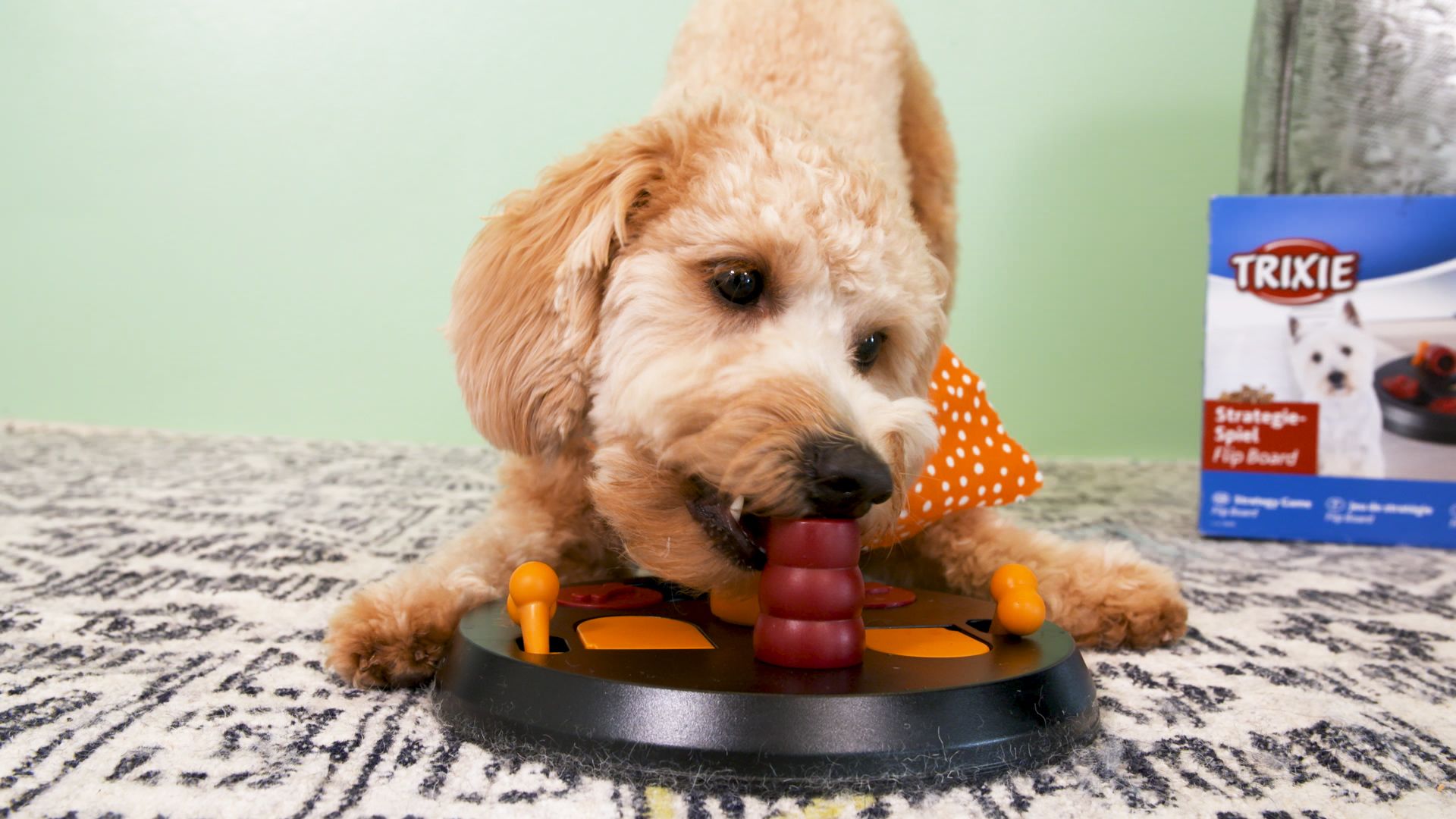 Flip Board Dog Activity Game  Dog puzzle toys, Dog toys, Dog activities