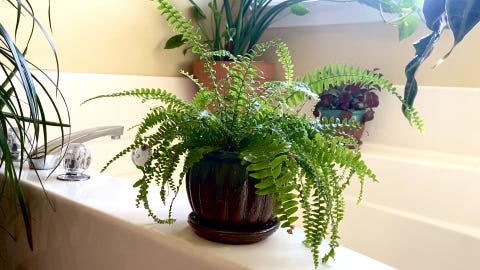 Best Bathroom Plants High Humidity Plants