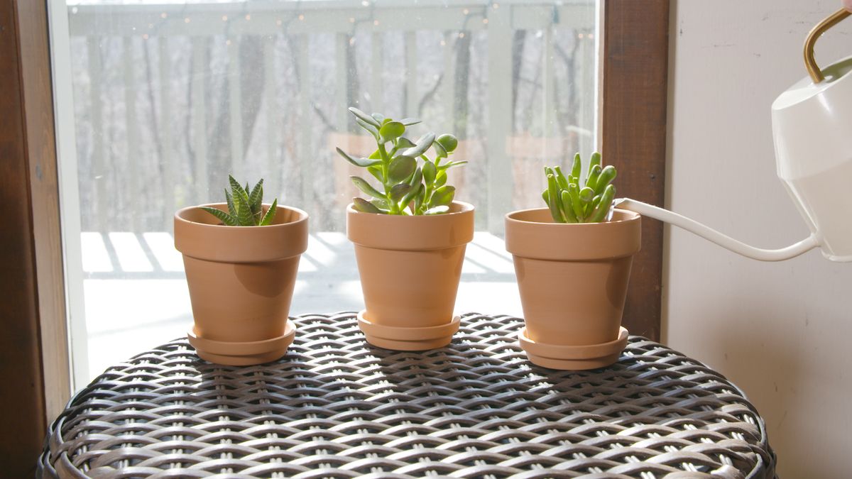 preview for How to Care For Succulents So They Thrive All Year Long
