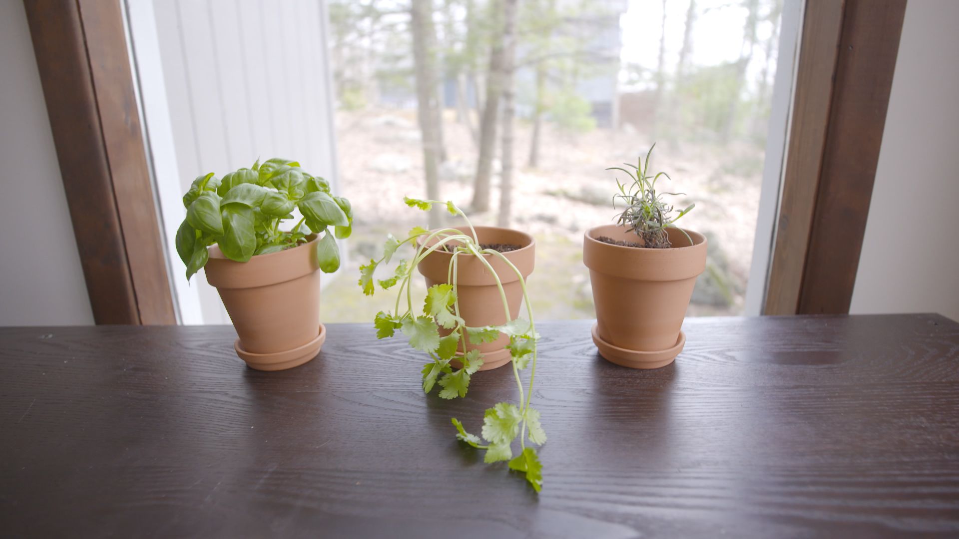 How to Grow Cilantro Basil and Lavender Plants in Your Home