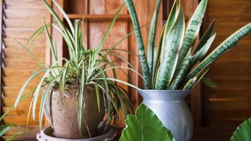 the best lowmaintenance plants