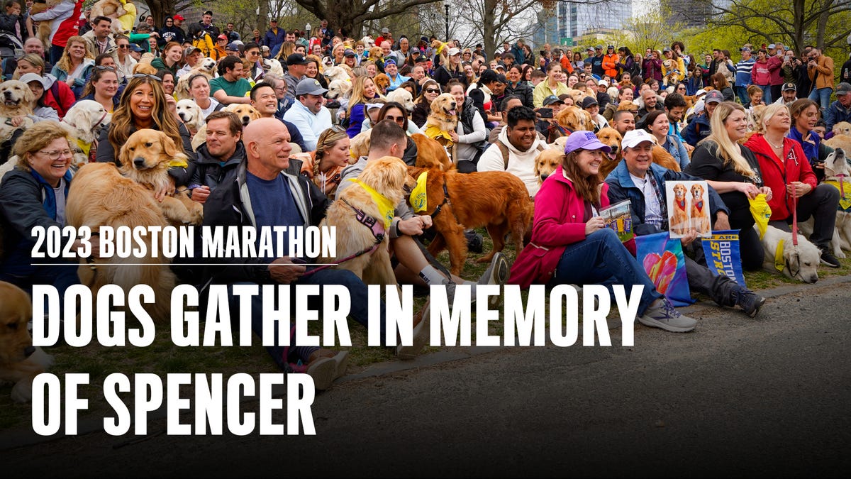 preview for Hundreds of Golden Retrievers Gather in Boston to Honor Spencer, the Marathon Dog