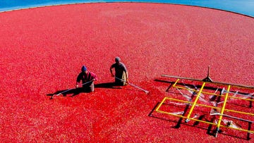 cranberry bog