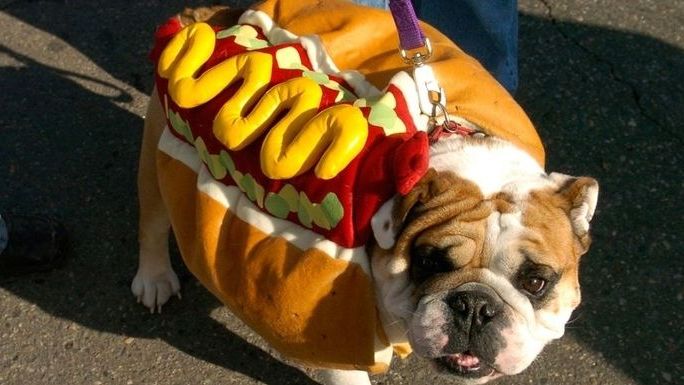 preview for The Best Halloween Dog Costumes