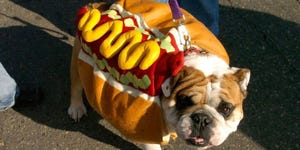 55 Disfraces para perros divertidos y originales