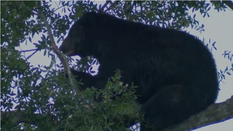 Florida sheriff proposes state consider allowing bear hunting amid rise in encounters