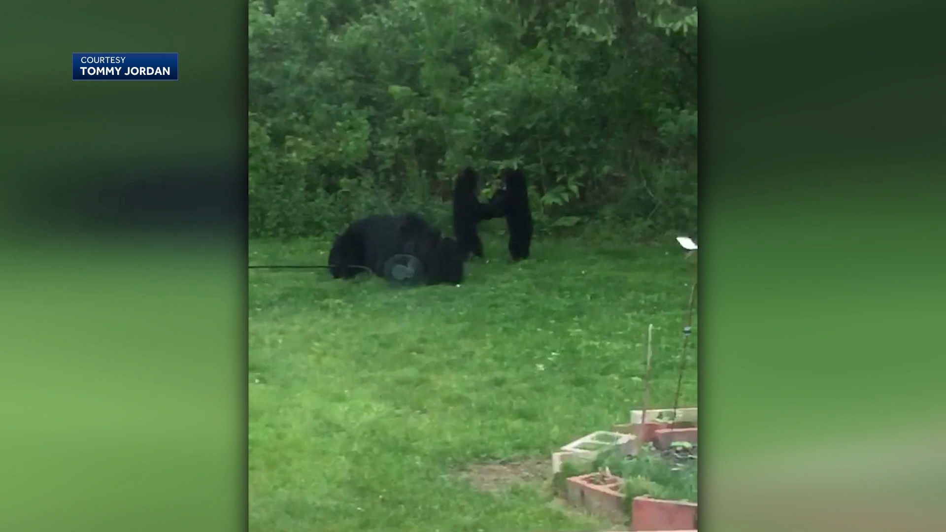 Mama bear, 3 cubs seen frolicking in Mass. backyard