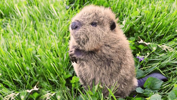 Internet heartthrob Beatrice the beaver has died