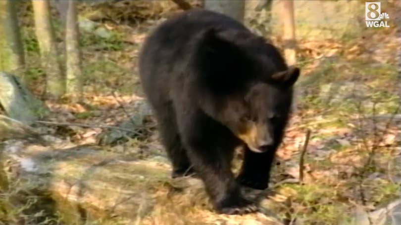 Huge 648-pound black bear bagged in western Wisconsin - Grand Forks Herald