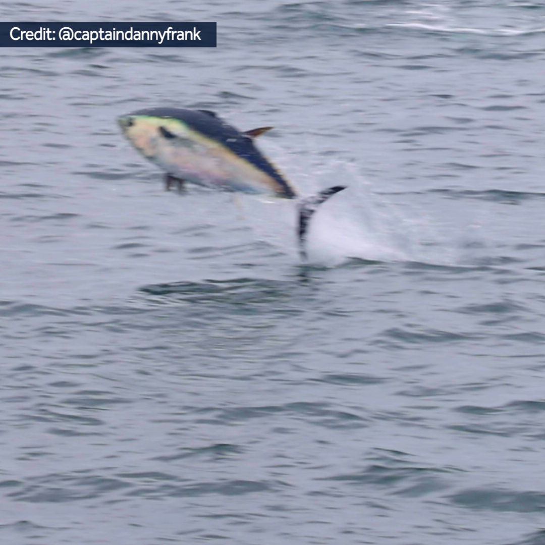 Video shows Bluefin Tuna flying out of water for food