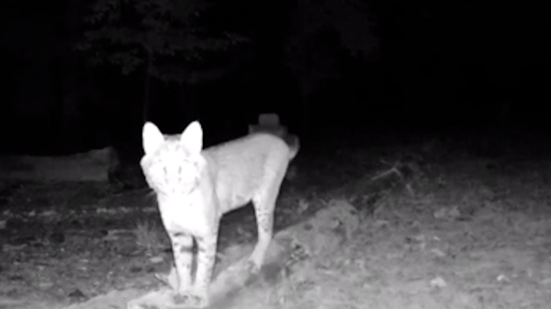 Outdoor ring cam detects motion for rabbits but not humans rifling through  my car : r/Ring