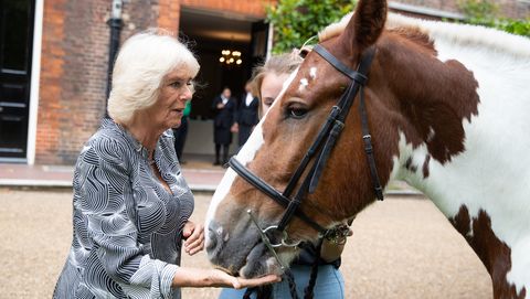 preview for Camilla Meets Splash the Horse