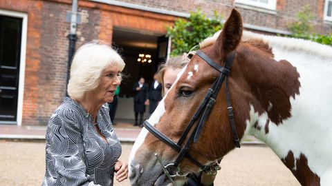 preview for Camilla Meets Splash the Horse