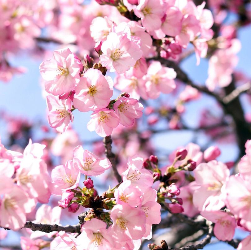 Park service announces 2024 cherry blossoms peak-bloom period