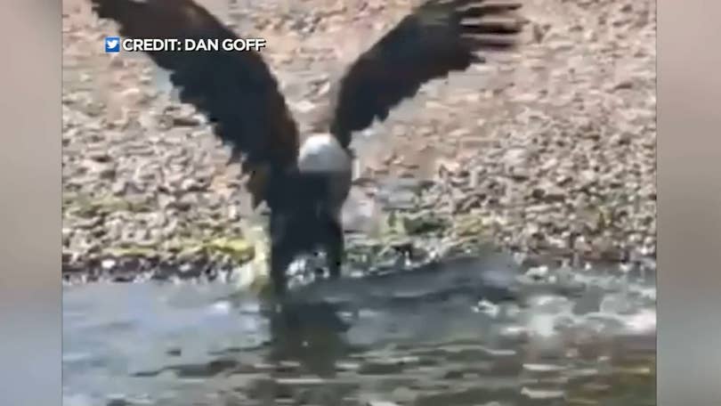 Bald Eagle Attacks State Drone Sending It To The Bottom Of Lake Michigan -  CBS Detroit