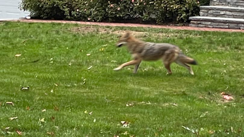 what to do if you see a coyote while walking your dog